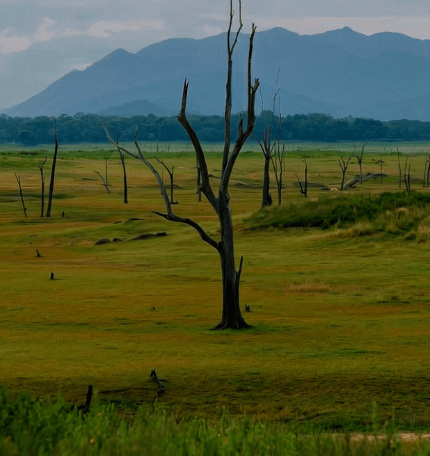 Safari jeep exploring Wilpattu
