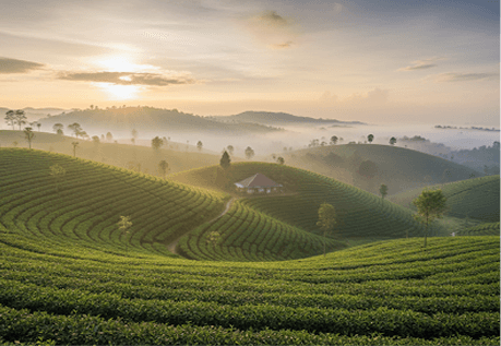 Rolling tea plantations across misty Sri Lankan highlands at golden hour