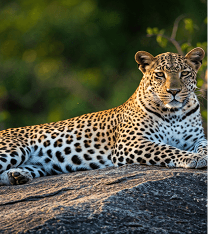 Leopard resting on sunlit rocks in the Sri Lankan wilderness