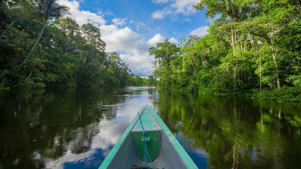 Amazon rainforest at dusk