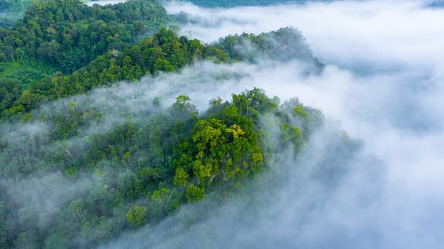 Dense Amazon rainforest canopy