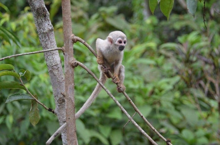 Wildlife in the Amazon rainforest
