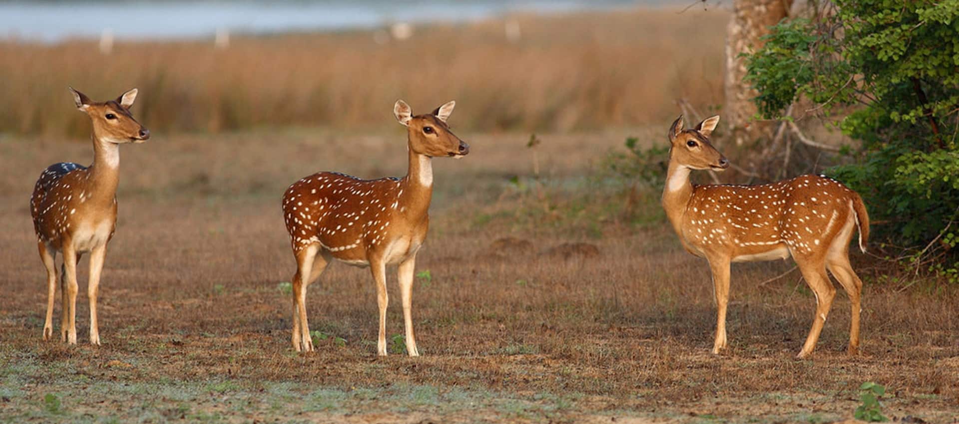Wilpattu National Park safari landscape — Sri Lanka's largest national park for luxury wildlife journeys