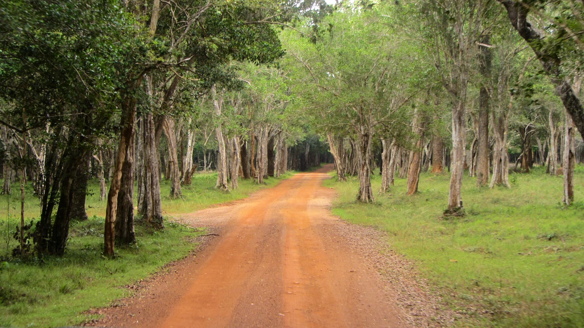Luxury safari experience in Wilpattu