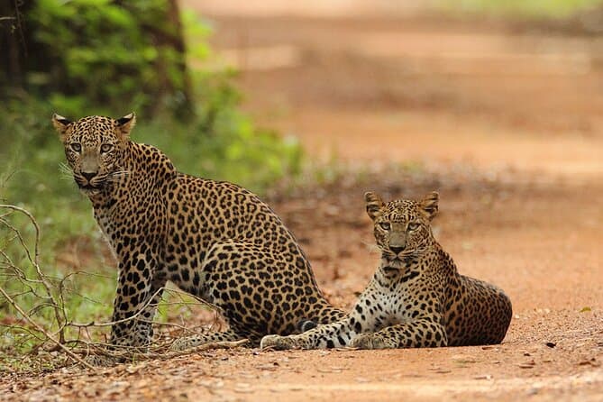 Leopard sighting in Wilpattu