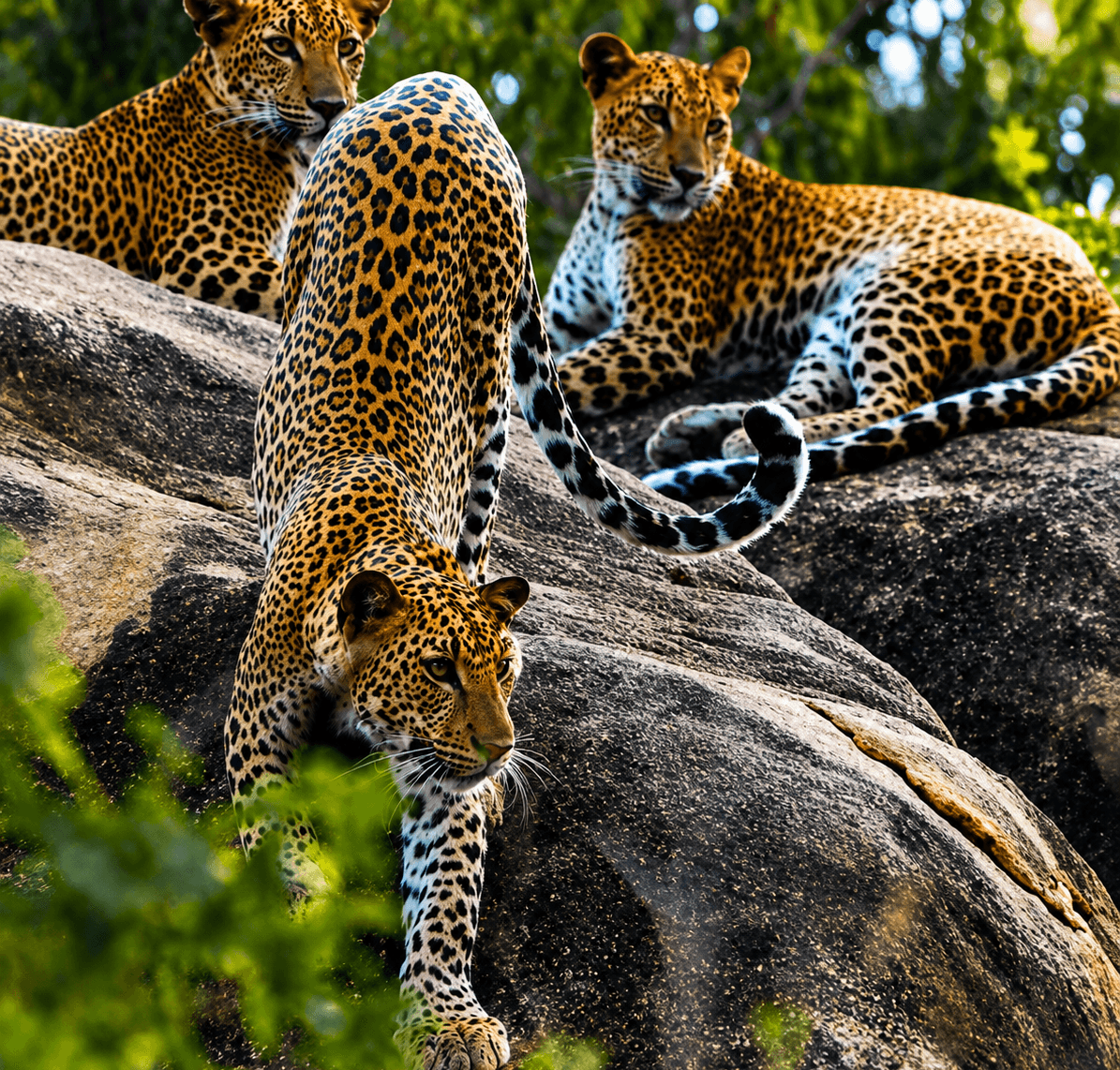 Leopard resting in Wilpattu National Park