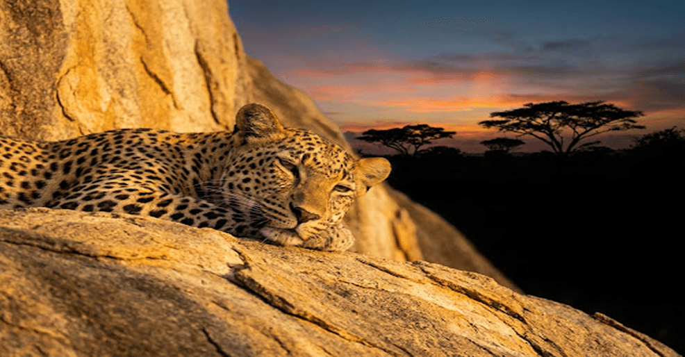 Leopard resting on sunlit rocks at sunset in the African savanna
