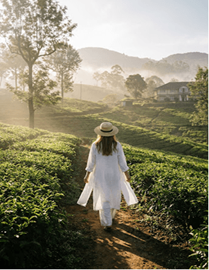Traveller walking through a lush Sri Lankan tea plantation at sunrise
